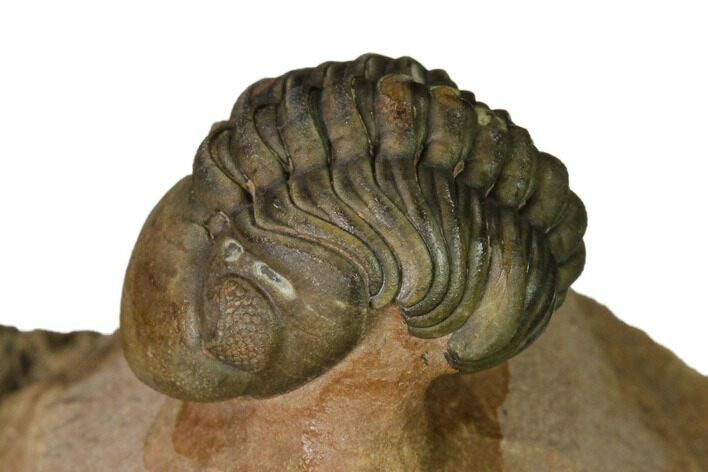 Enrolled Reedops Trilobite With Nice Eyes - Lghaft , Morocco #164635